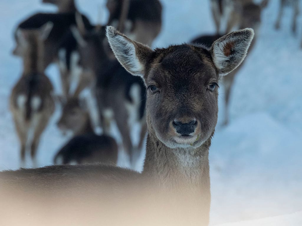 Damhirsch im Winter