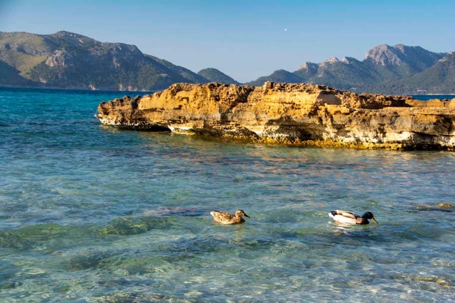 Küste Mallorca mit zwei Enten